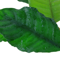Kahvikeihäslehti (Anubias barteri var. coffeefolia)