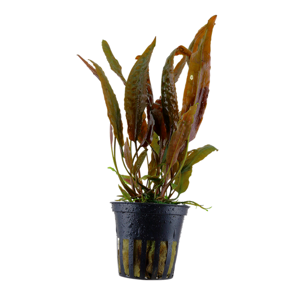 Nyppymelalehti (Cryptocoryne usteriana)