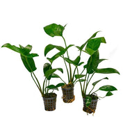 Haarakeihäslehti (Anubias hastifolia)