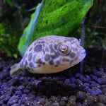 Kongonpallokala (Tetraodon schoutedeni)
