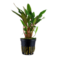 Tummamelalehti 'Petchii' (Cryptocoryne beckettii 'Petchii')