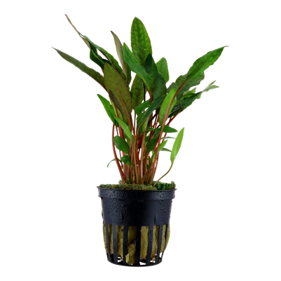 Tummamelalehti 'Petchii' (Cryptocoryne beckettii 'Petchii')