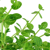 Pyörömelonilehti (Lindernia rotundifolia)