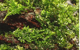 Luhtaliuskasammal (Riccardia chamedryfolia)