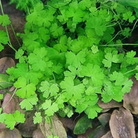 Sammakonputkilaji (Hydrocotyle tripartita)