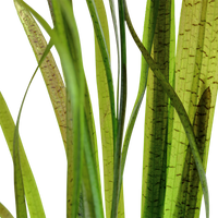 Tiikerivallisneria (Vallisneria spiralis 'Tiger')