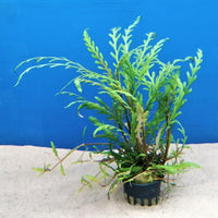 Sulkavesitähdikki, 1-2-Grow! (Hygrophila pinnatifida)
