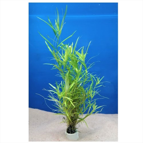 Karttulehti, 1-2-Grow! (Heteranthera zosterifolia)