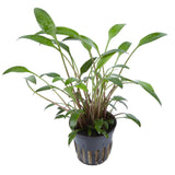 Kääpiömelalehti (Cryptocoryne x willisii / lucens / nevillii)