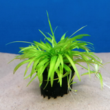 Sirosuokki, 1-2-Grow! (Helanthium bolivianum 'Quadricostatus')