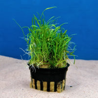 Brasiliankääpiöruoho, 1-2-Grow! (Lilaeopsis brasiliensis)