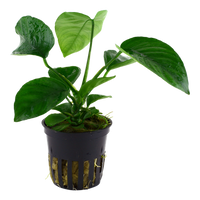 Soikeakeihäslehti (Anubias barteri var. caladiifolia)
