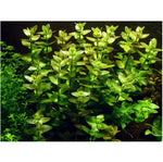 Isorasvalehti, In Vitro (Bacopa caroliniana)