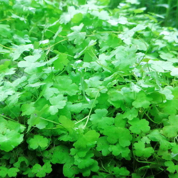 Sammakonputkilaji, 1-2-Grow! (Hydrocotyle tripartita)