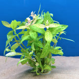 Intianvesitähdikki 'Rosanervig' (Hygrophila polysperma 'Rosanervig')