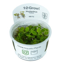 Kellustyräkki, 1-2-Grow! (Phyllanthus fluitans)