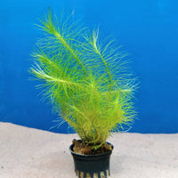 Pystypatsuli, 1-2-Grow! (Pogostemon deccanensis)