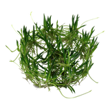 Raani, Easy Grow (Littorella uniflora)