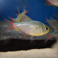 Safiiritetra (Hyphessobrycon columbianus)