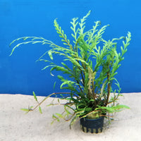 Sulkavesitähdikki (Hygrophila pinnatifida)