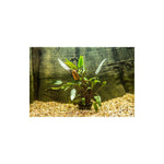 Soikeamelalehti (Cryptocoryne walkeri)